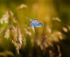 スピリチュアル 青 蝶々