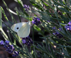 スピリチュアル 白い 蝶