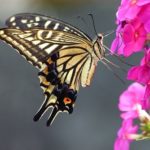 スピリチュアルなアゲハ蝶の意味とは！？