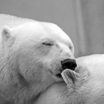 夢でクマを見る事のスピリチュアルな意味とは!?