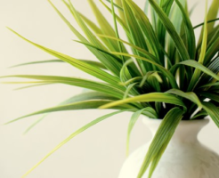 スピリチュアル 植物 浄化