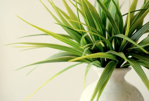  スピリチュアル 植物 浄化