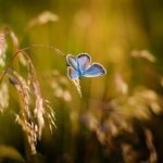 青い蝶々が持つスピリチュアルな意味とは！？