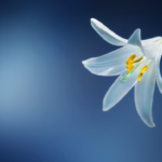 花のスピリチュアルな意味やパワーとは!?