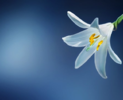 スピリチュアル 花 意味