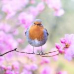 鳥の鳴き声のスピリチュアルの意味はパワーとは？